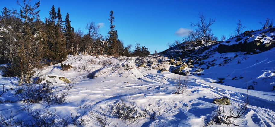 0208 ole ronny_10.jpg